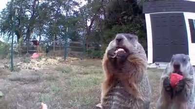 ?Groundhog steals farmer's crop and eats it in front of his security camera