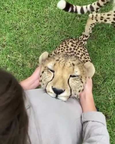 ? Cheetah enjoying an ear massage.