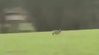 ? Rabbit escapes death