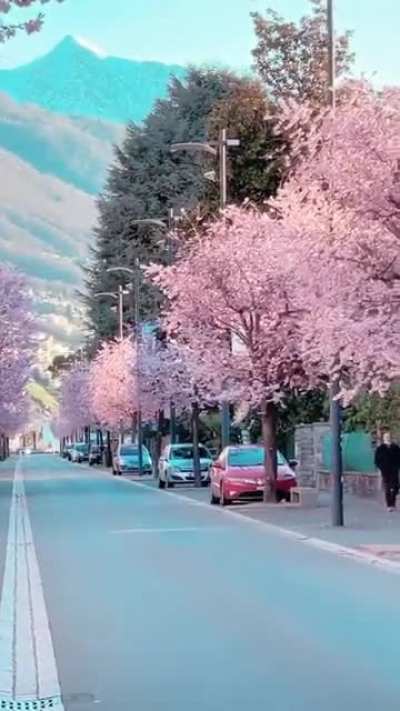 ? Beautiful spring in Locarno, Switzerland!