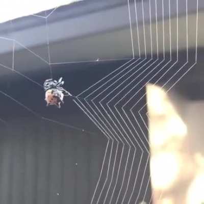 ? Spider weaving a web