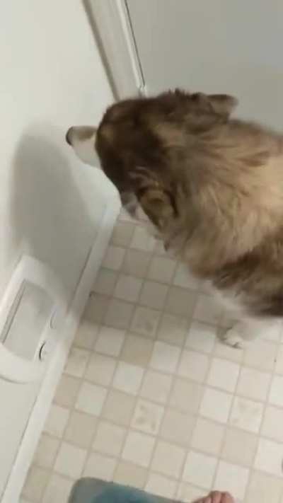 The smallest awooo