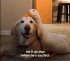 Rudy the duck is protective over his brother Barclay