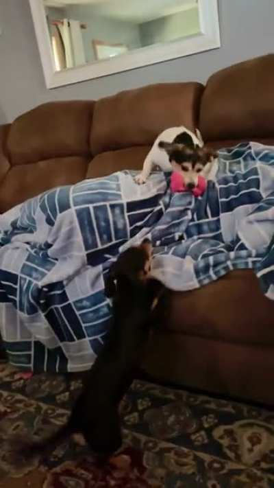My Jack-a-bee is an idiot! She wants to bark but doesn’t want to drop her toy.. can’t do both ?