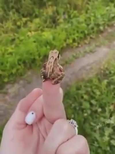 Fingering a froggo