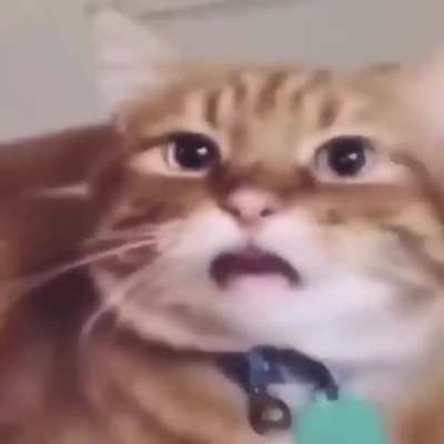 Meow_irl
