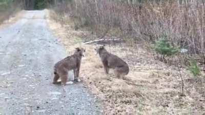 ? Imagine Hearing Them at Night Trekking