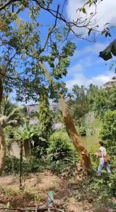 Please be careful when walking next to someone cutting a tree. The girl didn't listen when the man said "don't go" and ran towards the place where the tree was falling.