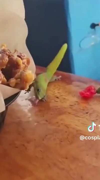 Drunk lizard?