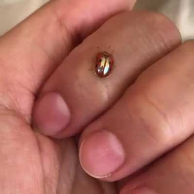 ? Golden tortoise beetle transforming from gold to red ?