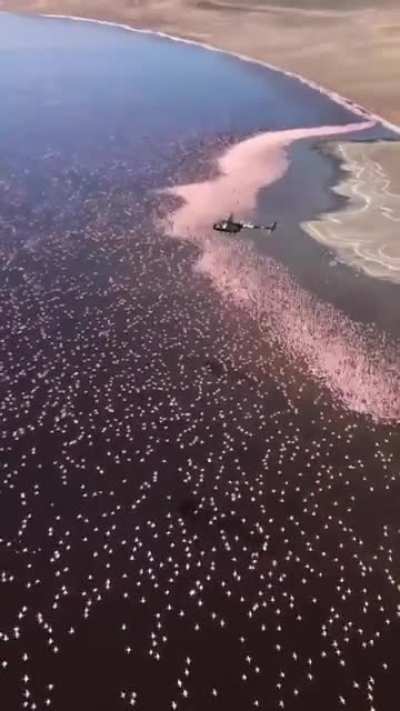 ? Flamingos in the hot springs of Lake Bogoria in Kenya