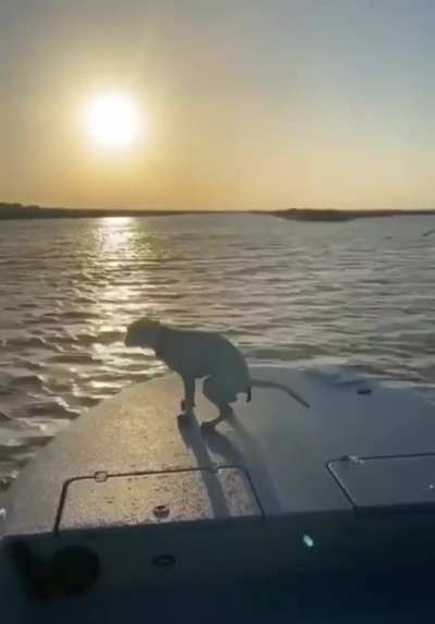 Bring you dog for a boat ride, they said... It will be fun, they said...