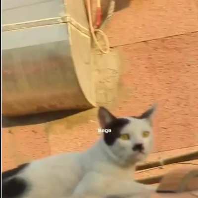 Name this cat