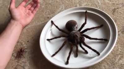 ?The Goliath Birdeater - the world's largest spider by mass and body length, with a leg span of up to 12 inches and a weight of over six ounces. Despite its name, it rarely eats birds, but it can and occasionally does.