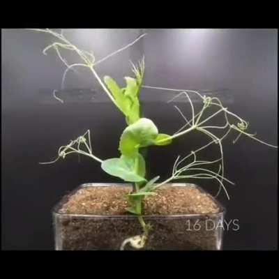 ? Plant life is intelligent.