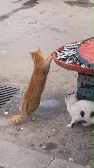 thief kitty