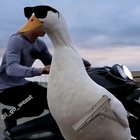 Duck five o