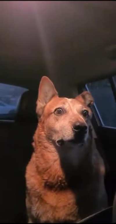 Confused and like "What have you done HUMAN!?"
