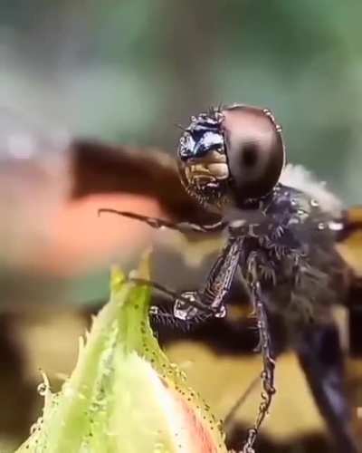 ? Ant cleaning it's head of Rain