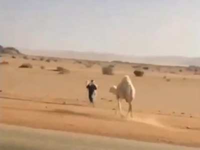 How to get an animal off the road