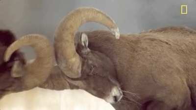 ? The bone shaking energy behind the impact of this ram's head butt. ?