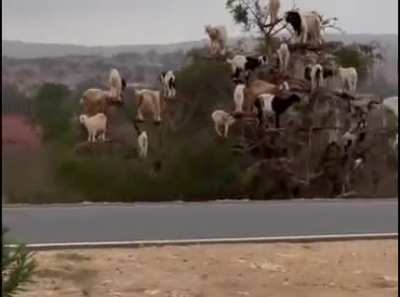 ? Goats. In a tree. In Morocco.