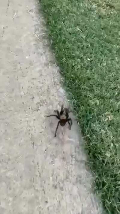 Following a tarantula