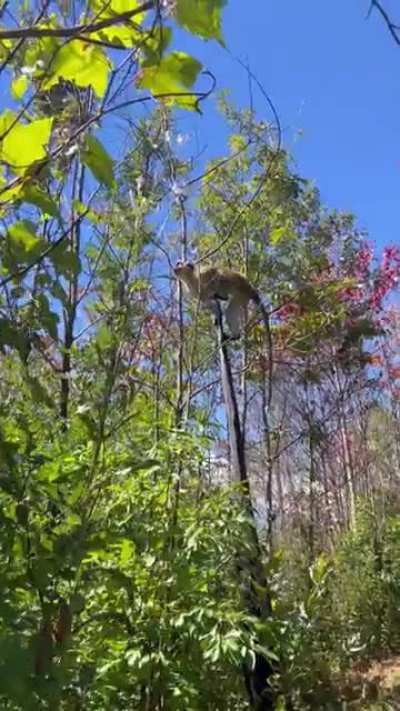 Day in the life of a professional primate rehabber ???‍♂️ you get used to the monkeying around LOL (OC)