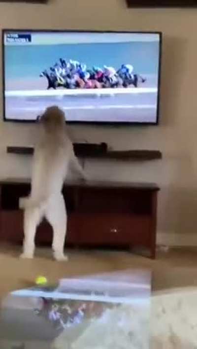 Dog just loves horse racing