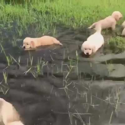 Baby puppies learning to swim