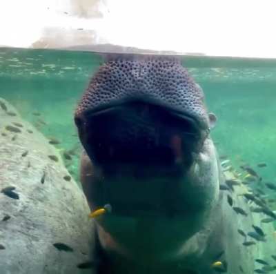 ? Hippo trying to take a nap.