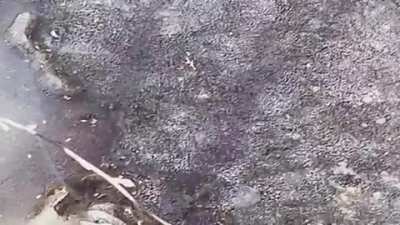 This is how alligators survive when the water freezes