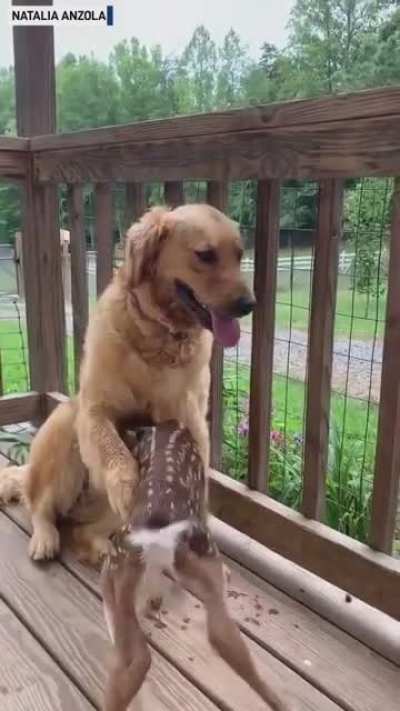 Pup makes a friend