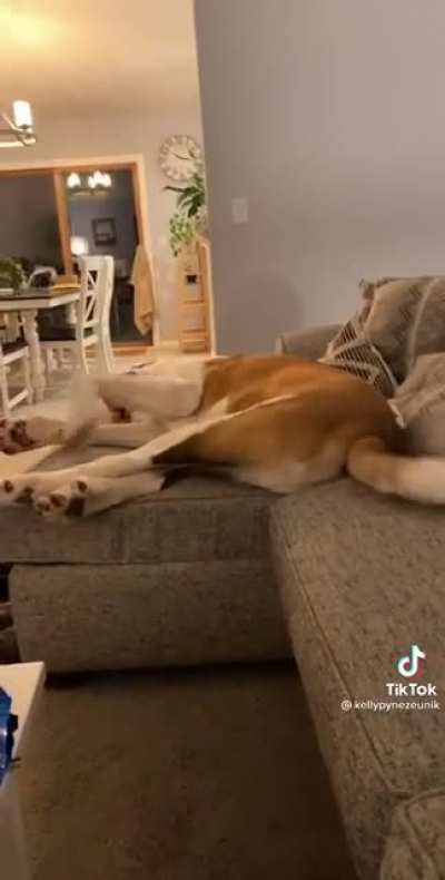 Singing your dog’s theme song