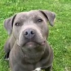 Puppy enjoying his nose boops