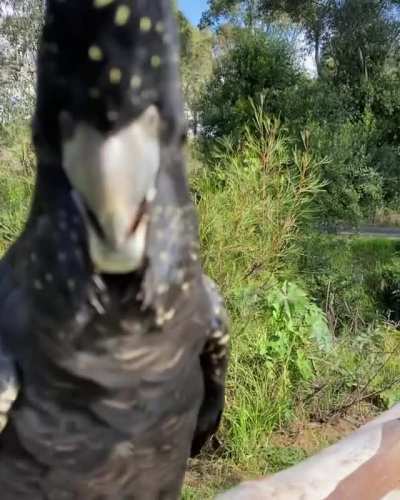 ? red tailed black cockatoo