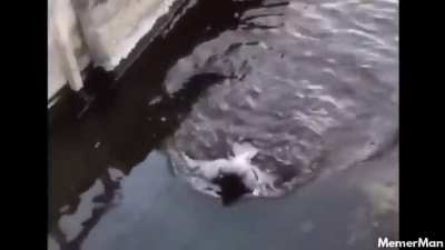 These weird otters.