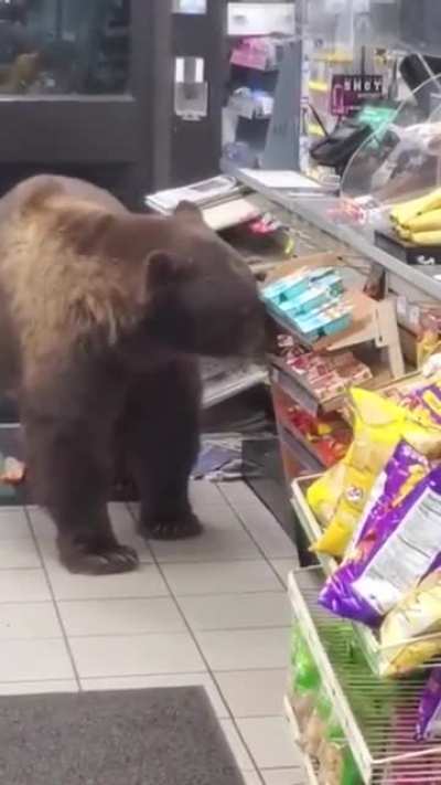While the bear was willing to take the human food without paying for it, he was still respectful enough to the store owner to where property damage was completely avoided. He even gently opened the gas station doors instead of shoving his way out, like a