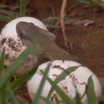 ? Snake swallowing Egg