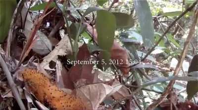 ? This baby bird instinctively mimics a poisonous caterpillar when it senses a predator nearby