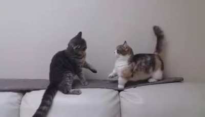 'Don't even try, darling'
