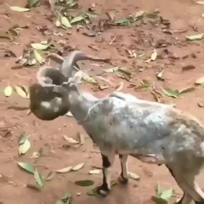 ? Monkey with Goat