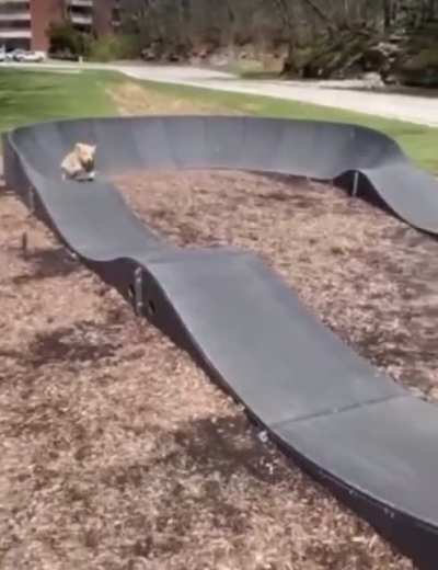 Good boy doesn’t need wheels to have fun