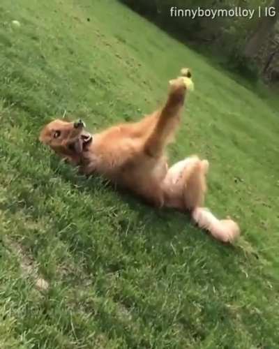 A dog and his ball