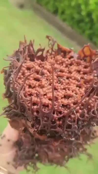 Tetragonula hockingsi bee colony, native to Australia