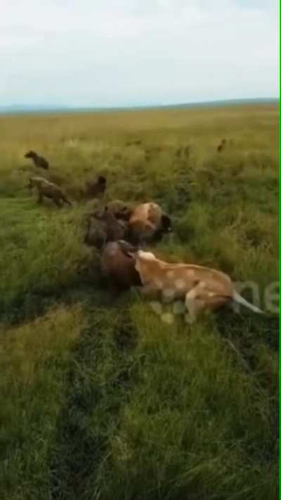 ? Lions vs Hyenas