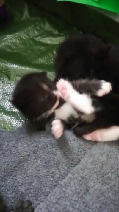 Tiny criminal attacks brother then self