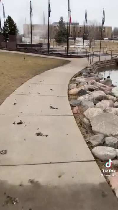 Hi Goose ? Credit: jimwedin (TikTok)