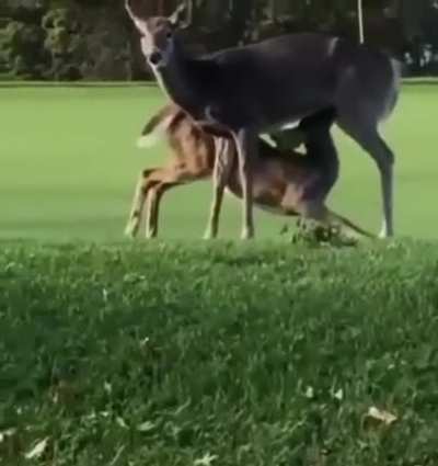 A peaceful day to play golf.