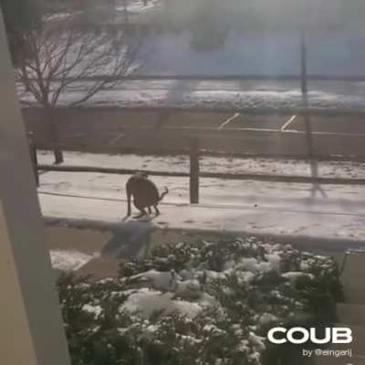 Dog’s poop rolls away as he’s left confused